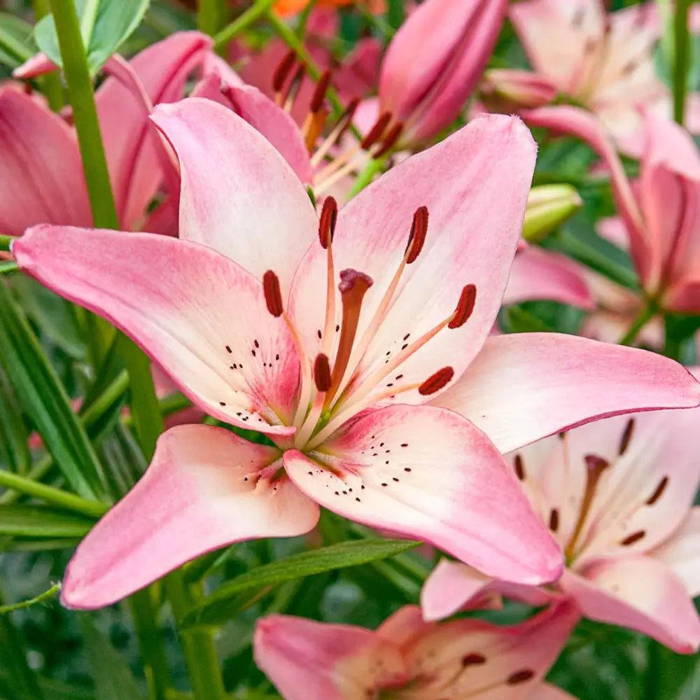 rosella's dream asiatic lily Asiatic Lily Rosella's Dream