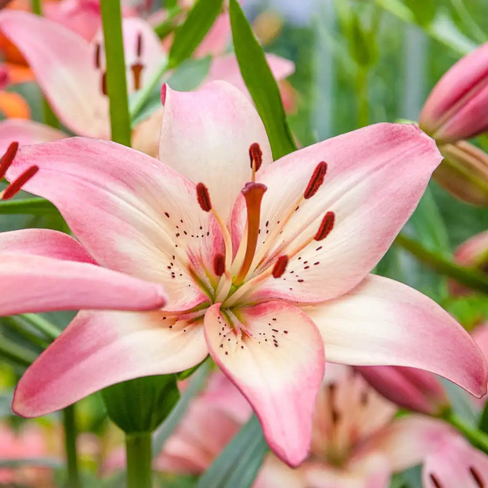 lily flowe Asiatic Lily Rosella's Dream