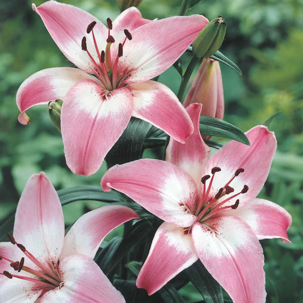 pink and yellow asiatic lily Asiatic Lily Rosella's Dream