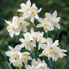 Multi-Flowering Dwarf Daffodil Toto | K. van Bourgondien
