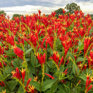 Spigelia Little Redhead