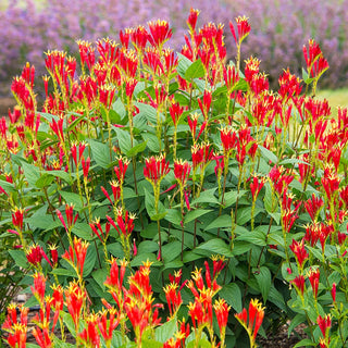 Spigelia Little Redhead