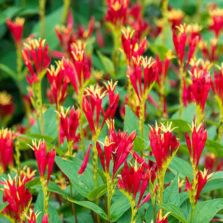 Spigelia Little Redhead