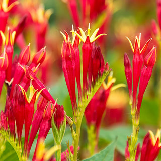 Spigelia Little Redhead