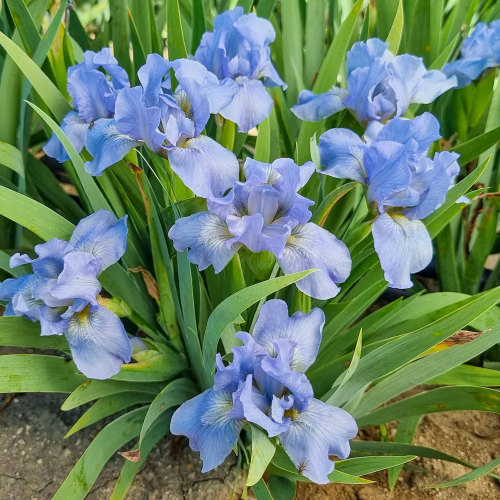Forever Blue Dwarf Bearded Iris | K. van Bourgondien Forever Blue Dwarf Bearded Iris | K. van Bourgondien