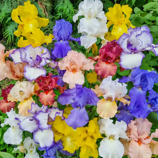 Tall Reblooming German Iris Mixture