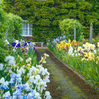 Tall Reblooming German Iris Mixture