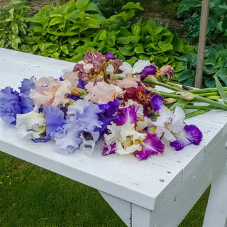 Tall Reblooming German Iris Mixture