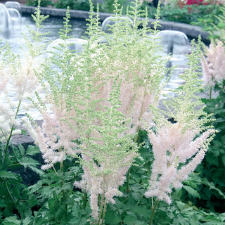 Astilbe Milk and Honey