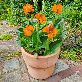 Dwarf Canna CannaSol Happy Cleo