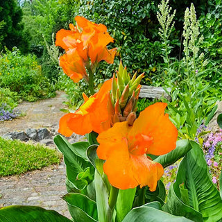 Dwarf Canna CannaSol Happy Cleo