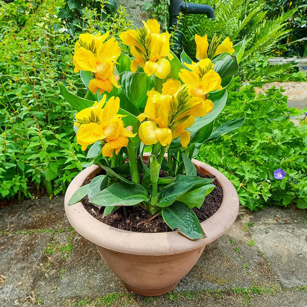 Dwarf Canna CannaSol Happy Emily | K. van Bourgondien