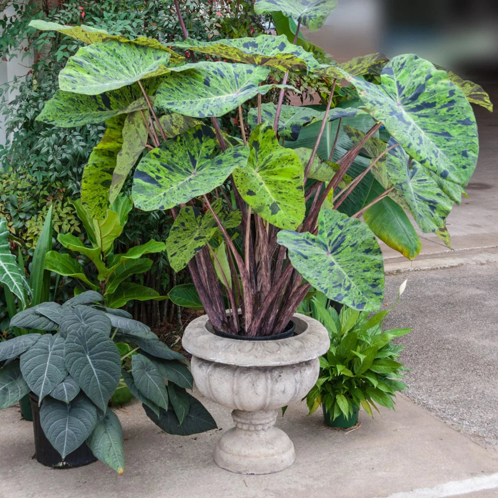 colocasia mojito elephant ear plants Elephant Ear Mojito