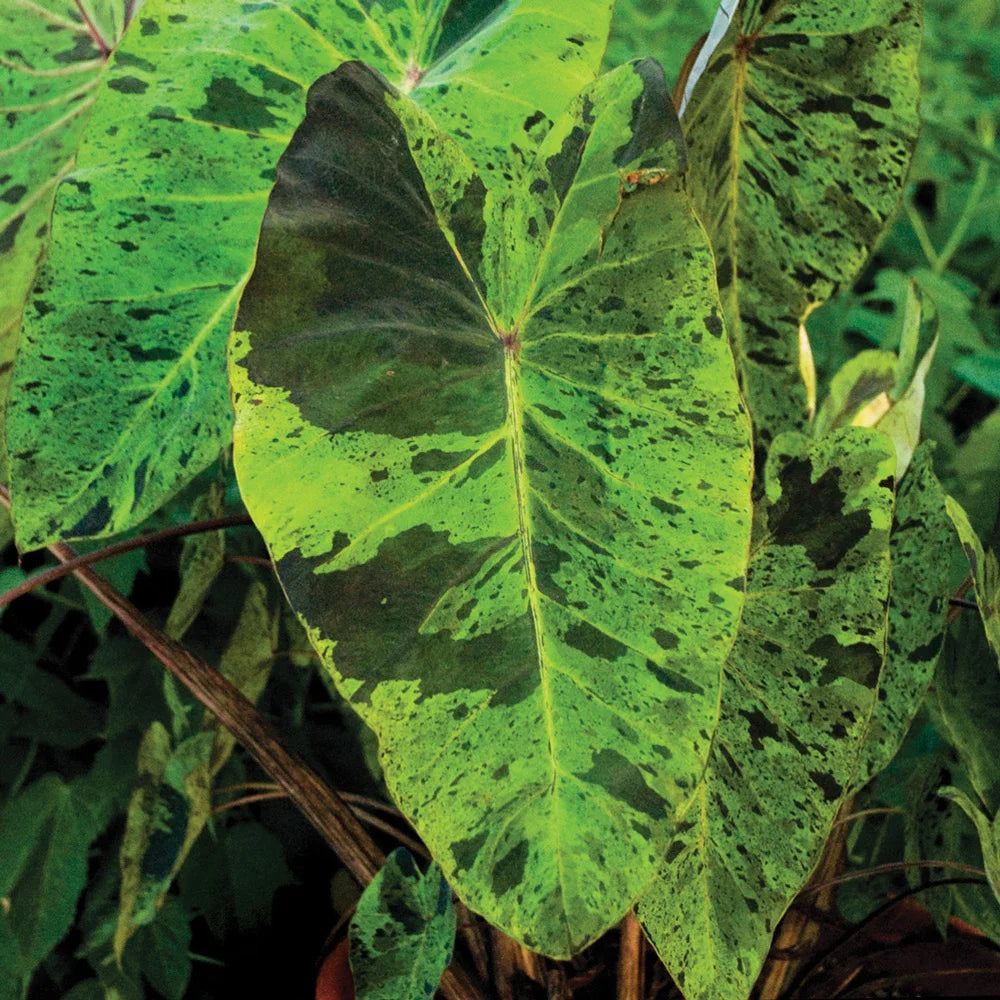 mojito elephant ear plant care Buy Colocasia Mojito