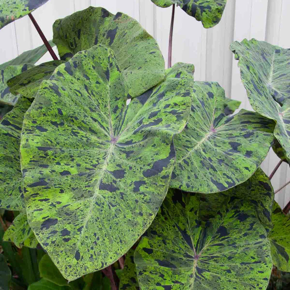 mojito elephant ear plant care Buy Colocasia Mojito