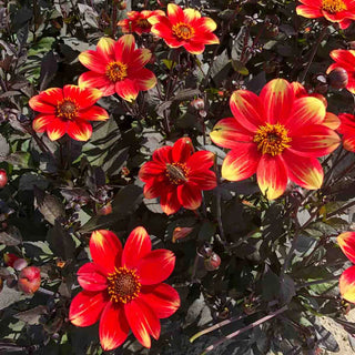 Single-Flowered Dahlia Dahlegria Bicolore