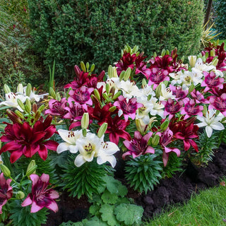 Rubies in the Snow Border Lily Trio