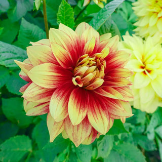 Dinnerplate Dahlia Dazzling Sun