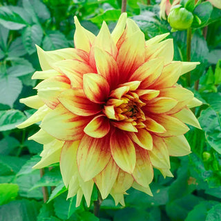 Dinnerplate Dahlia Dazzling Sun