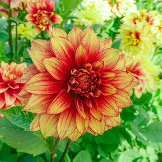 Dinnerplate Dahlia Dazzling Sun