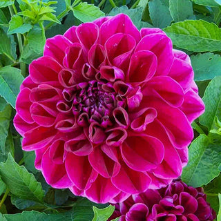 Border Decorative Dahlia Go Go Purple