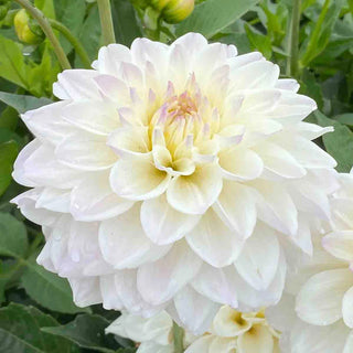Border Decorative Dahlia Go Go White