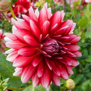 Decorative Dahlia Jowey Morris