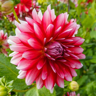 Decorative Dahlia Jowey Morris