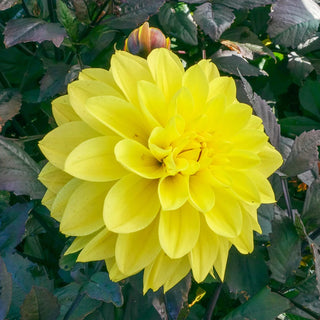 Decorative Dahlia Meteorite