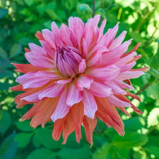 Decorative Dahlia Orange Turmoil