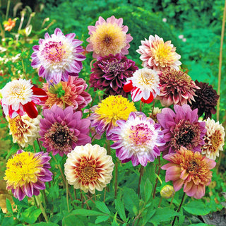 Powder-Puff Dahlia Mixture