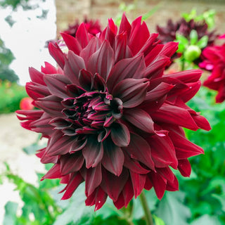 Decorative Dahlia Rip City