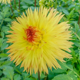 Fimbriata Dahlia Sassafras