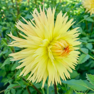 Fimbriata Dahlia Sassafras