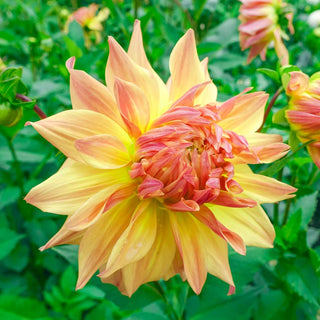 Dinnerplate Dahlia Wanda's Aurora