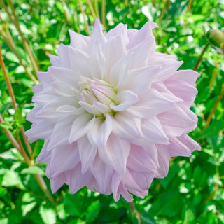 Dinnerplate Dahlia Who Me