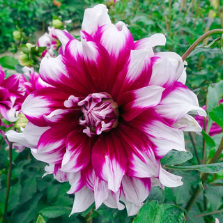 Dinnerplate Dahlia Yarra Falls