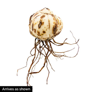 Cupid's Favorite Border Lily Duet