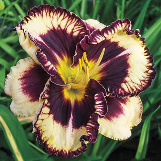Daylily Moussaka