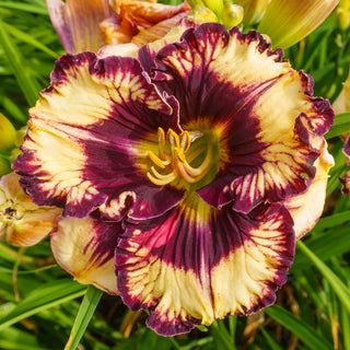 Daylily Moussaka