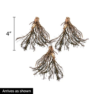 Slug Resistant Hosta Collection