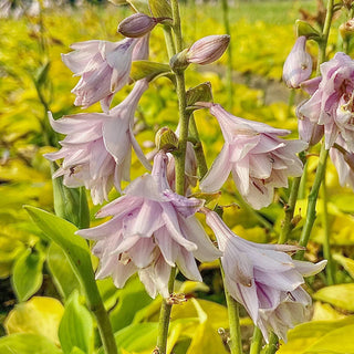 Hosta Ki-Renjyaku