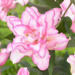 rose lily flower for sale Buy Roselily Anouska