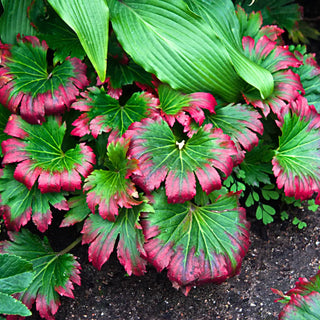 Crimson Fans Mukdenia