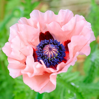 Papaver orientale Mrs. Perry