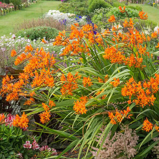 Crocosmia Firestarter