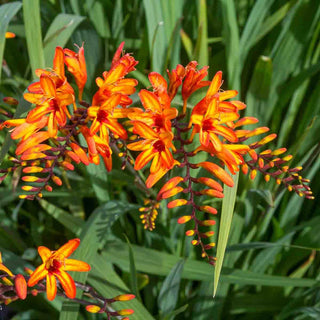 Crocosmia Firestarter