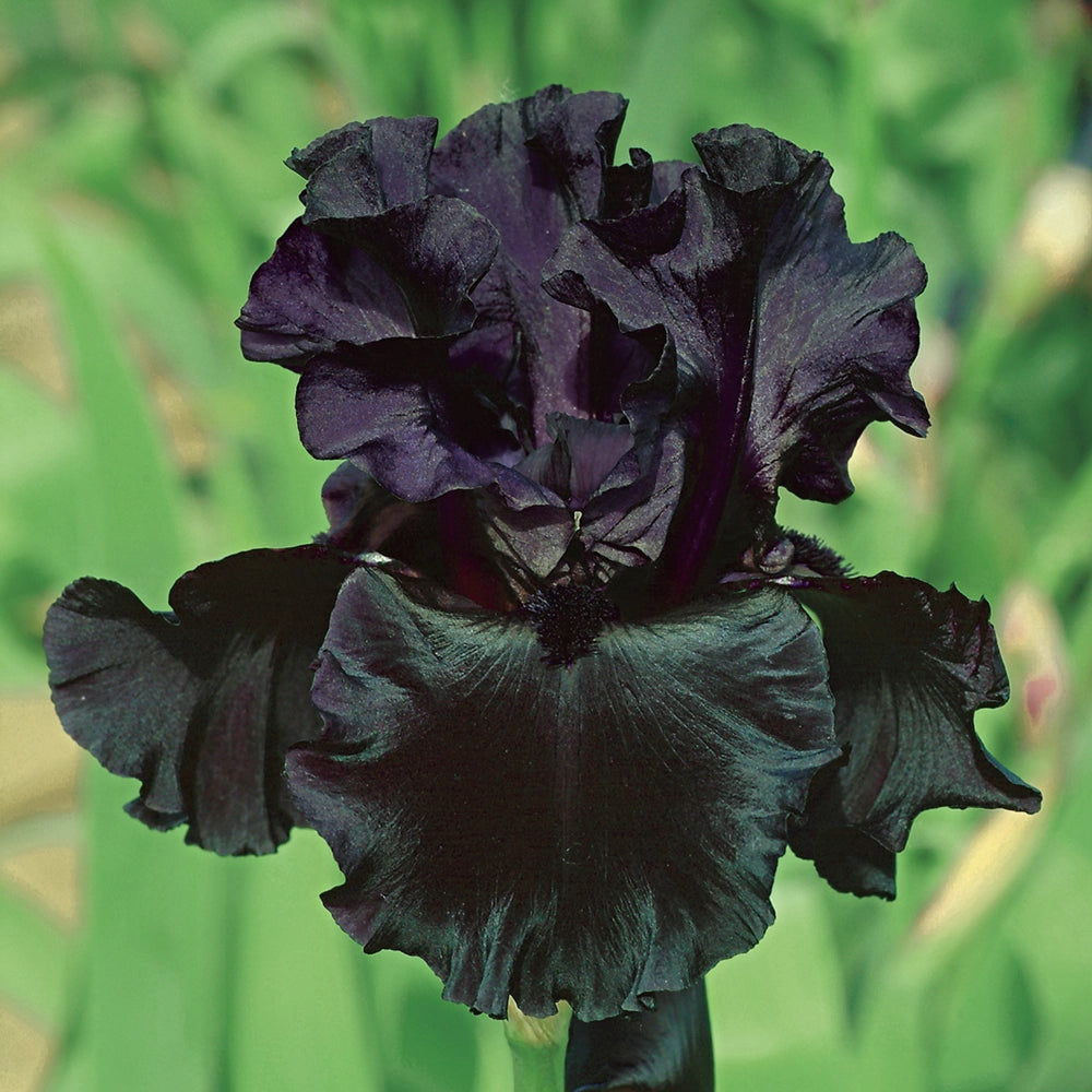 German Iris Black Is Black | K. van Bourgondien German Iris Black Is Black | K. van Bourgondien