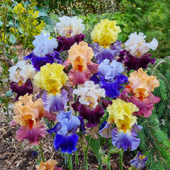 Buy Two-Tone German Iris Mix Online | K. van Bourgondien