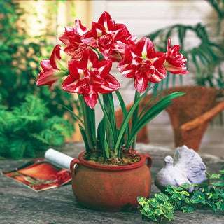 Double Amaryllis Rock 'n Roll